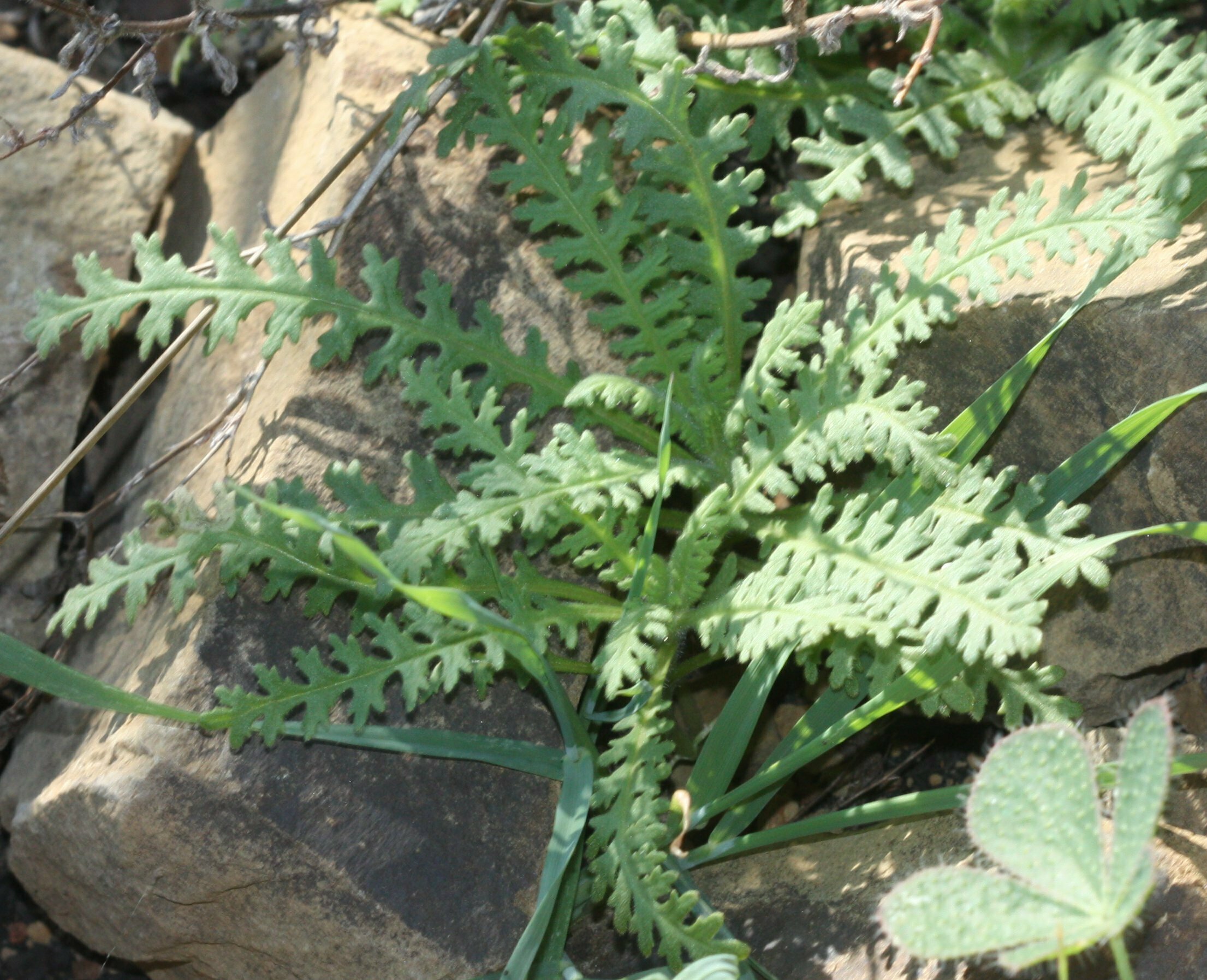 High Resolution Emmenanthe penduliflora Shoot